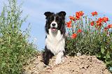 BORDER COLLIE 427